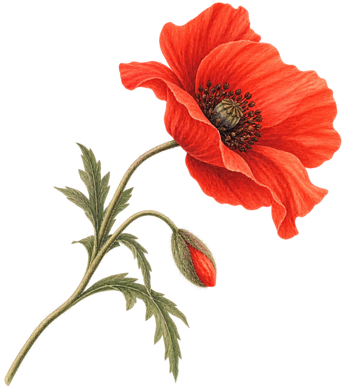 fleur